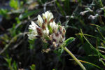 Anthyllis vulneraria