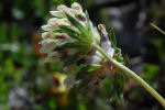 Anthyllis vulneraria