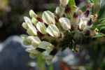 Anthyllis vulneraria