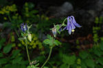 Aquilegia vulgaris