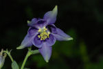 Aquilegia vulgaris