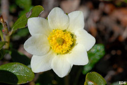 Dryas_octopetala