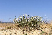 Achillea millefolium 01