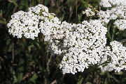 Achillea millefolium 02