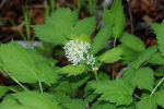 Actaea spicata 01