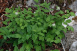 Actaea spicata 02