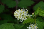 Actaea spicata 03