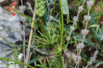 Adonis flammea subsp. flammea 02