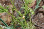 Adonis flammea subsp. flammea 03