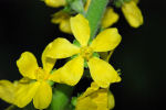 Agrimonia eupatoria eupatoria 02