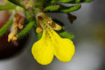 Ajuga chamaepitys subsp. chamaepitys 03