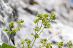 Alchemilla alpina 03