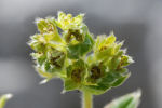 Alchemilla alpina 04