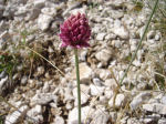 Allium lusitanicum 03