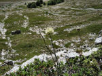 Allium saxatile subsp. tergestinum 01