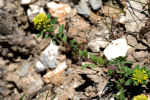 Alyssum campestre subsp. campestre