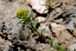 Alyssum campestre subsp. campestre