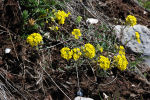 Alyssum montanum subsp. montanum