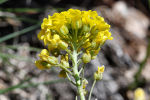 Alyssum montanum subsp. montanum