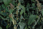 Amaranthus retroflexus