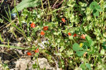 Anagallis arvensis subsp. arvensis