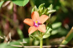 Anagallis arvensis subsp. arvensis