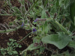 Anchusa azurea