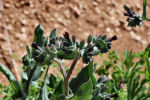 Anchusa ondulata subsp. hybrida