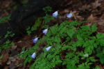 Anemone apennina subsp. apennina