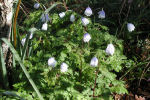 Anemone apennina subsp. apennina