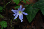 Anemone apennina subsp. apennina