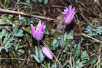 Anemone hortensis subsp. hortensis