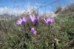 Anemone hortensis subsp. hortensis