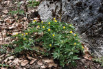 Anemonoides ranunculoides