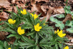 Anemonoides ranunculoides