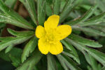 Anemonoides ranunculoides