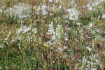 Anthericum liliago