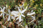 Anthericum liliago