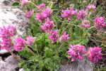 Anthyllis montana subsp. atropurpurea