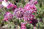 Anthyllis montana subsp. atropurpurea