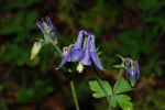 Aquilegia vulgaris