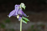 Aquilegia vulgaris