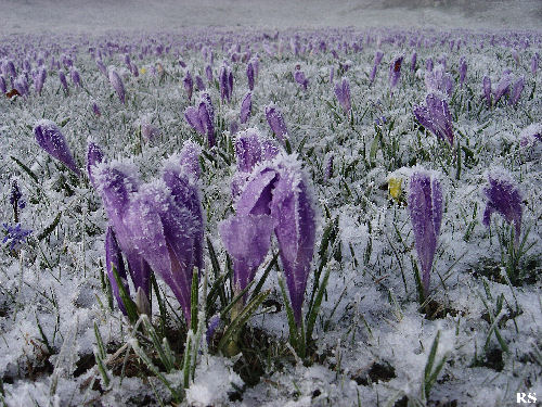 Crocus_vernus