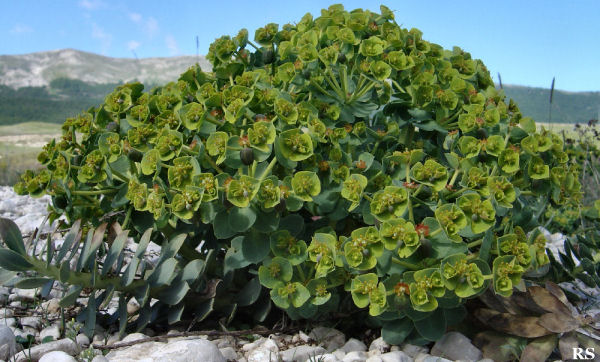 Euphorbia_myrsinites